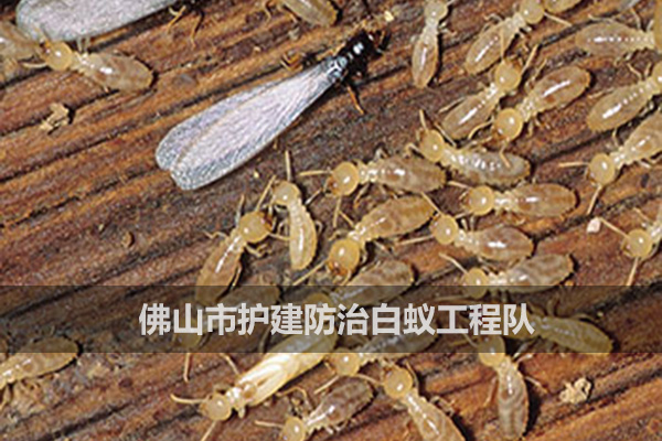 如何消滅白蟻？